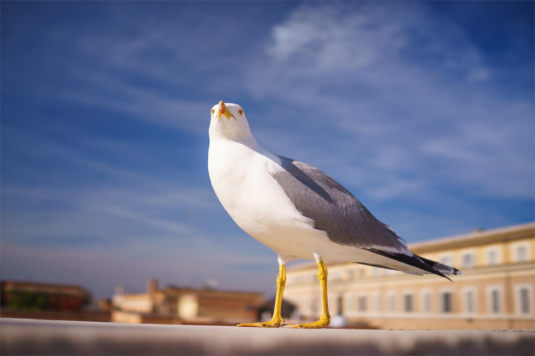 ¿Cómo mantener nuestras ventanas libres de aves?