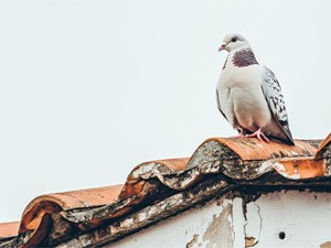 ¿Cómo dañan las aves la fachada del edificio?