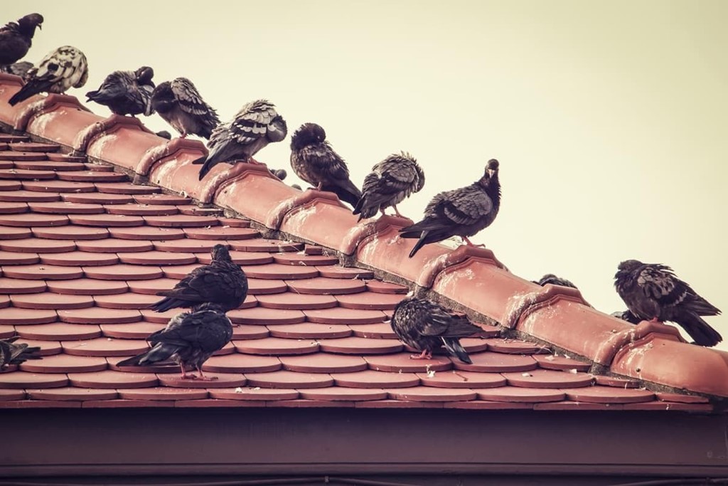 ¿Cómo evito los pájaros en mi vivienda?