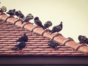 ¿Cómo evito los pájaros en mi vivienda?