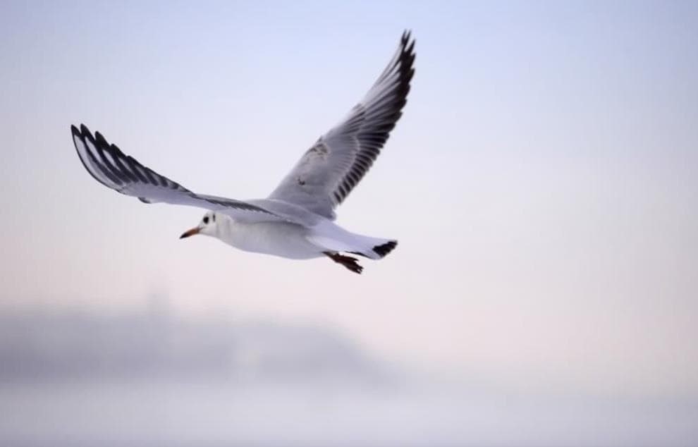 ¿Cómo mantener nuestras ventanas libres de aves?