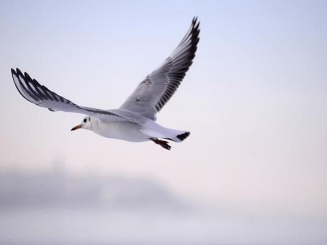 ¿Cómo mantener nuestras ventanas libres de aves?