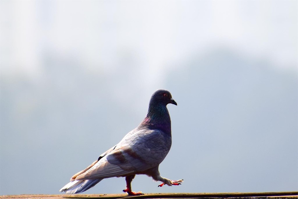 ¿Cómo puedo conseguir que las palomas no se posen en mi ventana?