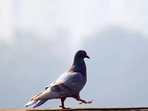 ¿Cómo puedo conseguir que las palomas no se posen en mi ventana?