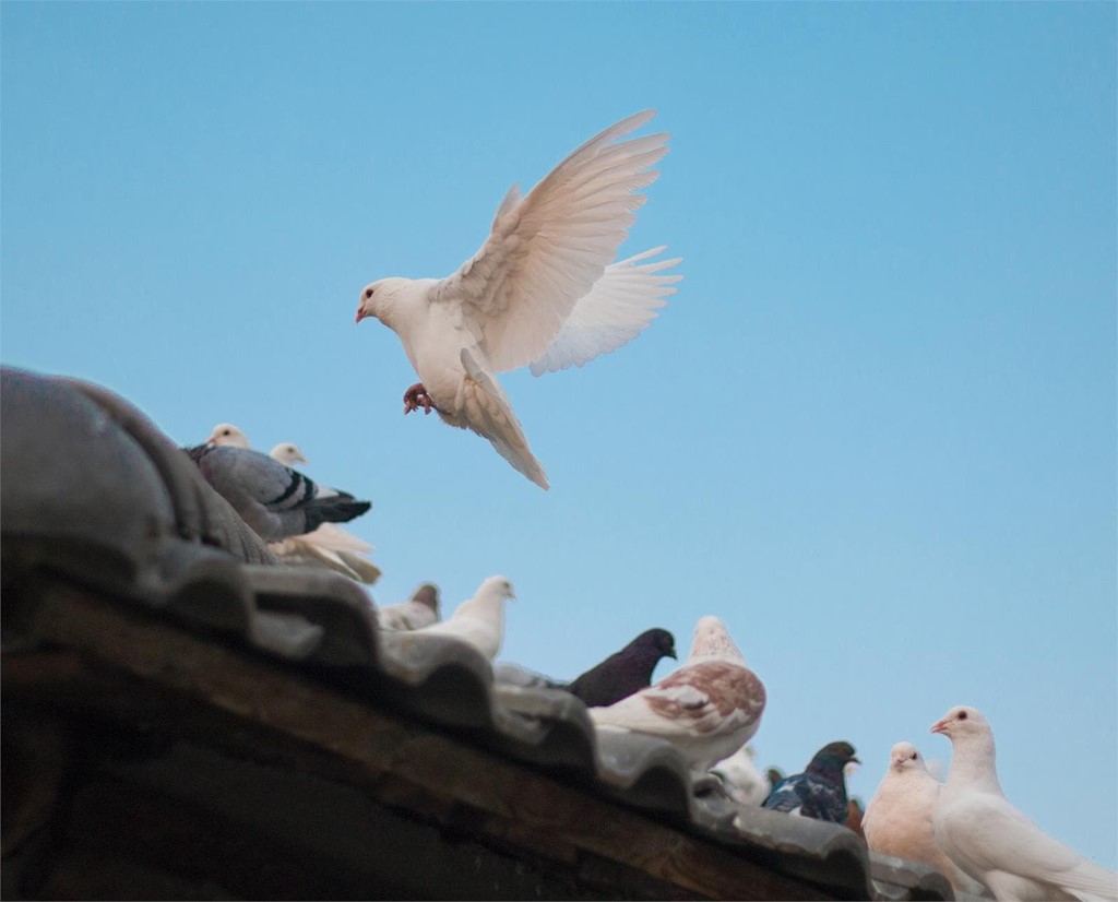 Di adiós a las aves en tu edificio