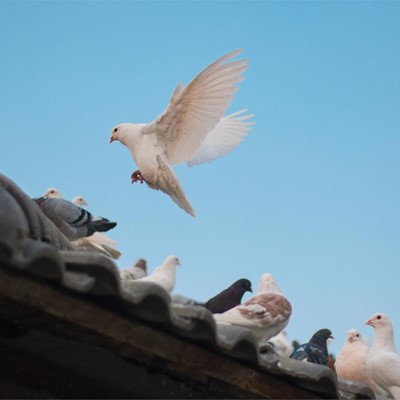 Di adiós a las aves en tu edificio