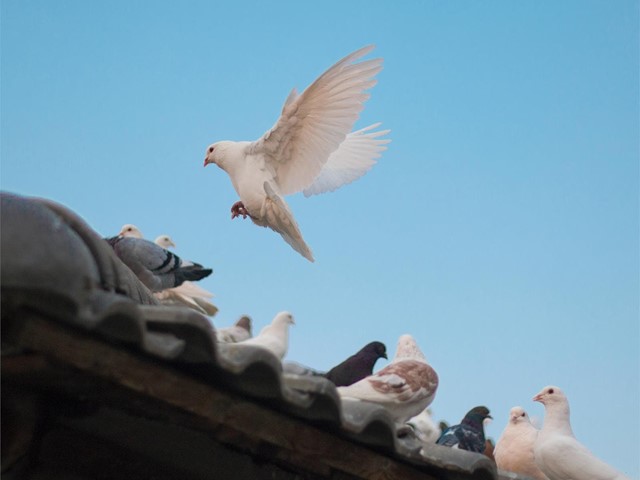 Di adiós a las aves en tu edificio