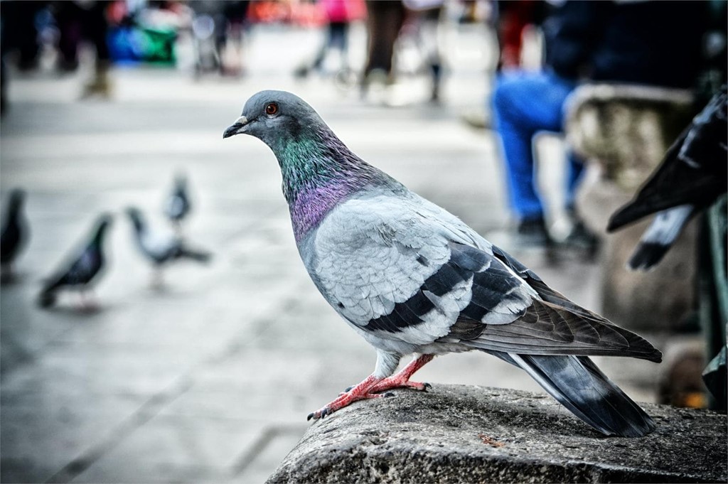 Expertos en la instalación de soluciones anti-aves en A Coruña 