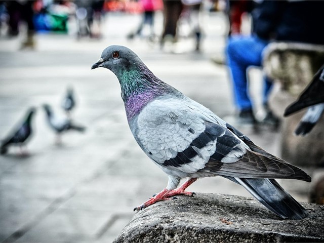 Expertos en la instalación de soluciones anti-aves en A Coruña 