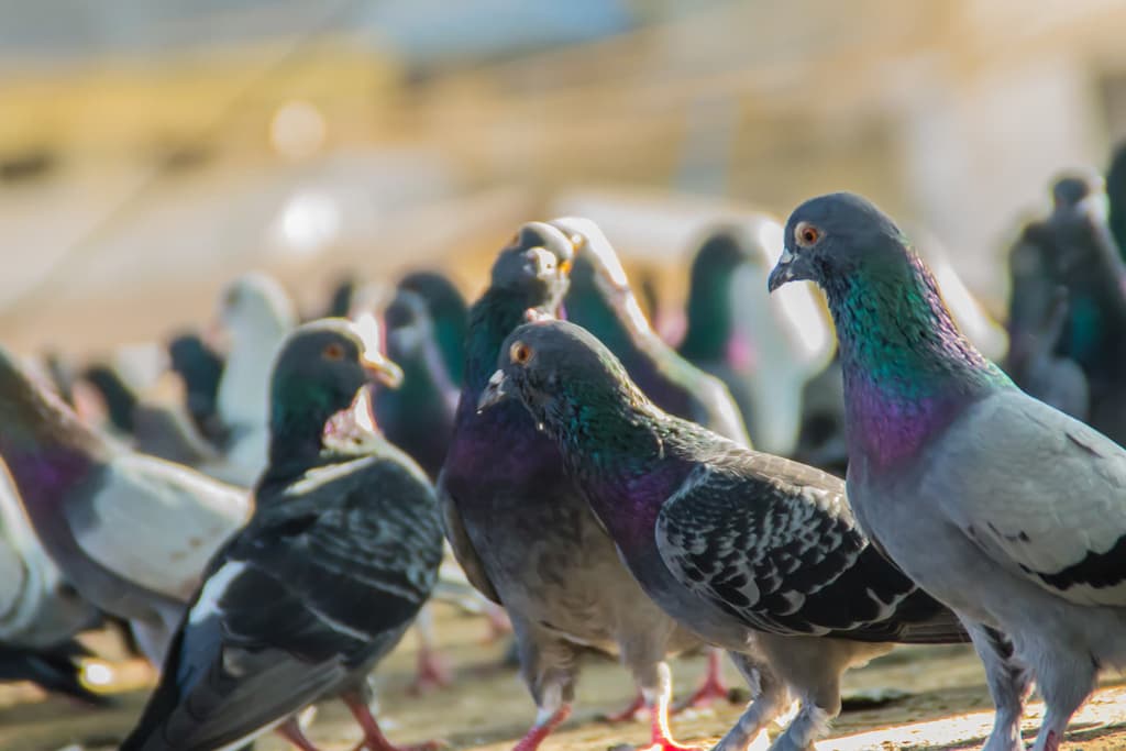 Instalación de soluciones anti-aves en A Coruña