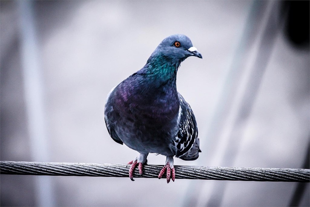 La importancia de instalar soluciones anti-aves