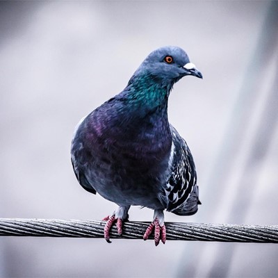 La importancia de instalar soluciones anti-aves