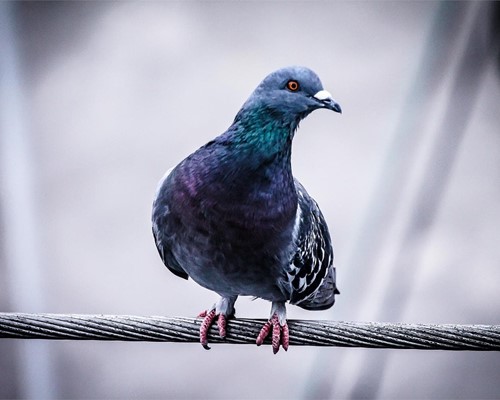 La importancia de instalar soluciones anti-aves
