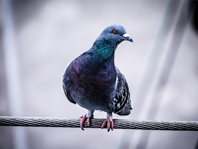 La importancia de instalar soluciones anti-aves