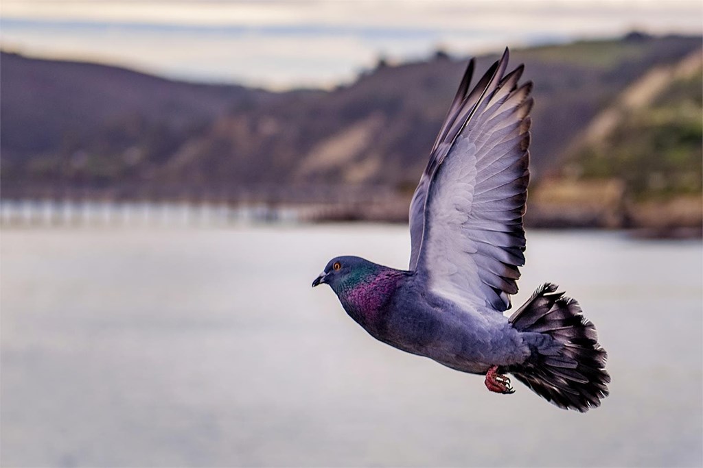 Las mejores soluciones anti-aves en A Coruña