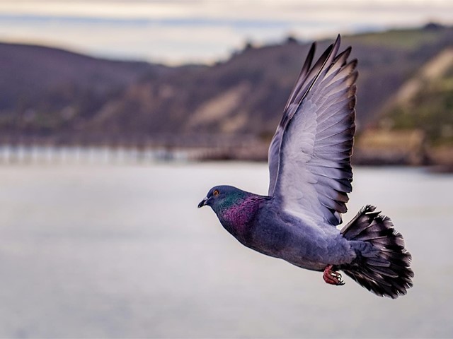 Las mejores soluciones anti-aves en A Coruña