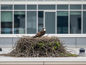 ¿Por qué el uso de mallas anti-aves es más efectivo que otras soluciones?