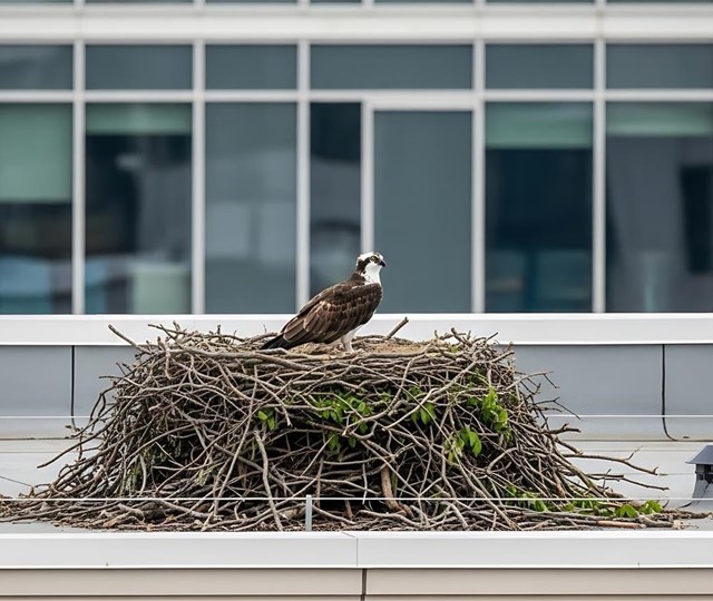 ¿Por qué el uso de mallas anti-aves es más efectivo?