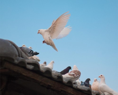 ¿Por qué es recomendable instalar en tejados soluciones anti-aves?