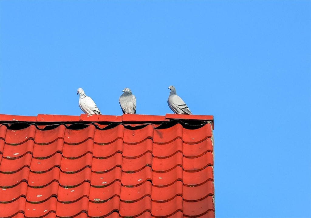 ¿Qué conseguimos instalando soluciones anti-aves en nuestras ventanas?