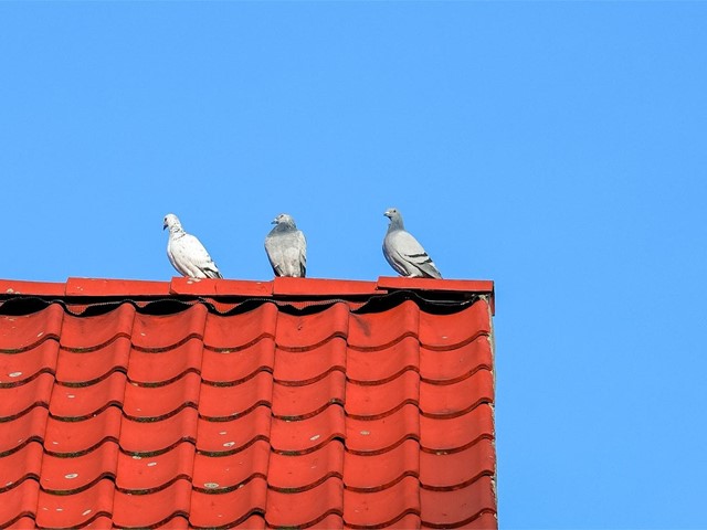 ¿Qué conseguimos instalando soluciones anti-aves en nuestras ventanas?