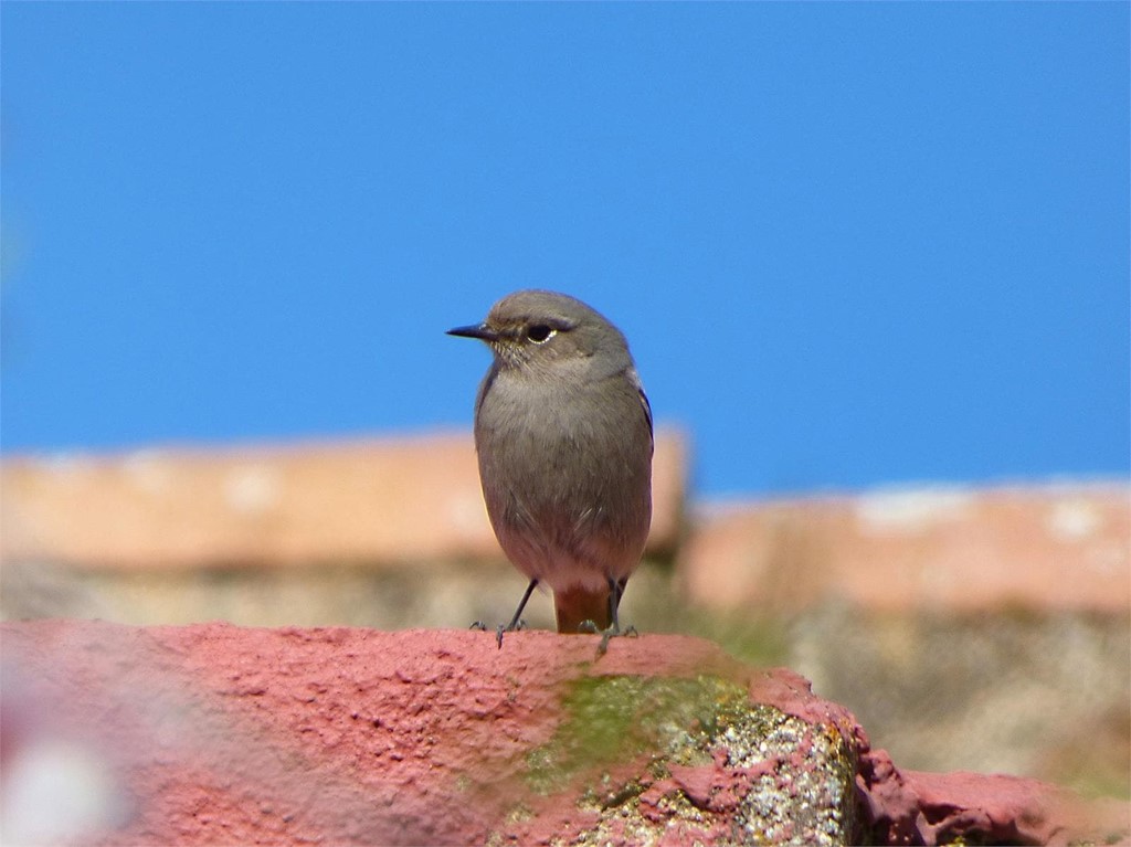 ¿Qué problemas pueden causar las aves?