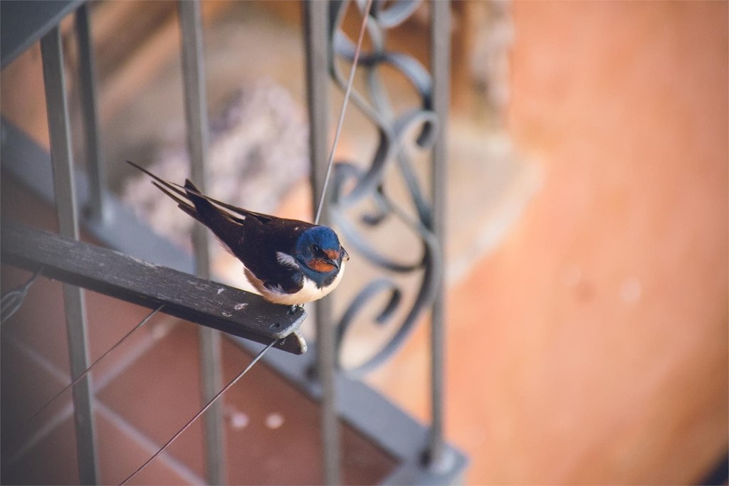 ¿Qué soluciones anti-aves puedo colocar en las ventanas?