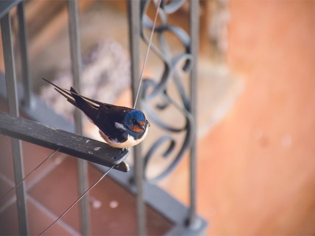 ¿Qué soluciones anti-aves puedo colocar en las ventanas?