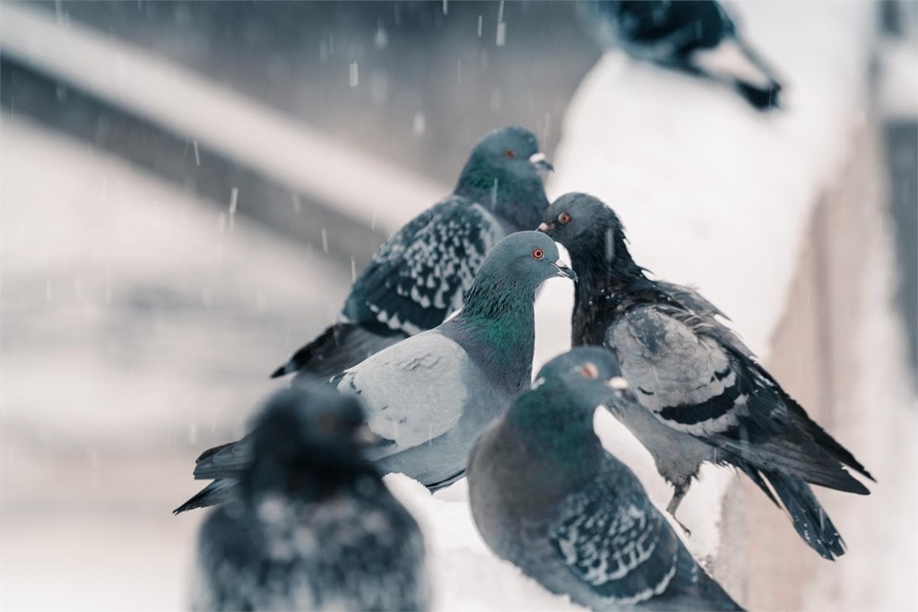 Tipos de soluciones anti-aves para tu edificio