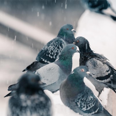 Tipos de soluciones anti-aves para tu edificio