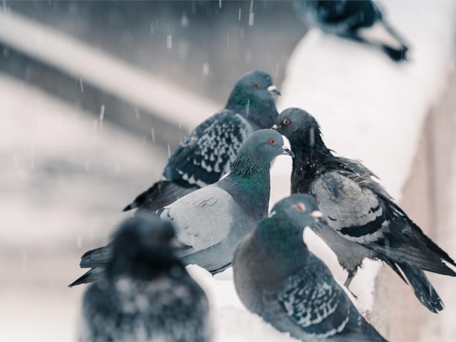 Tipos de soluciones anti-aves para tu edificio